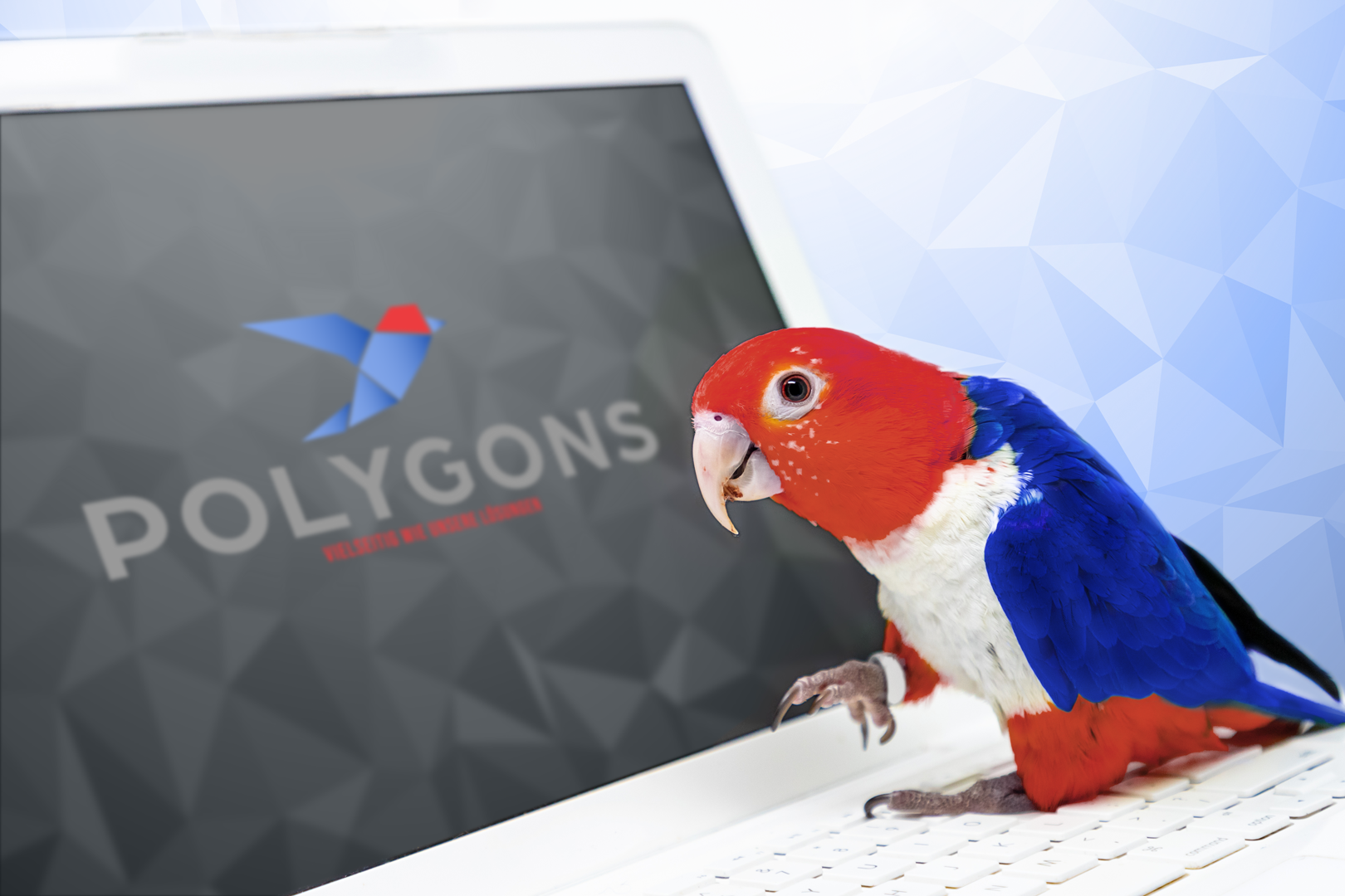Read more about the article Warum wir POLYGONS einen Vogel haben.