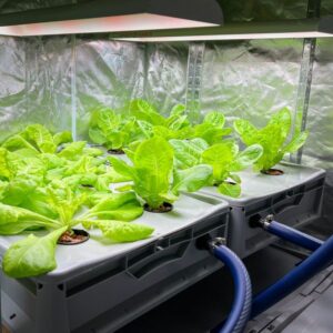 Read more about the article Nachhaltigkeit im Büro • Unser Weg zu frischem Salat 🥗 auf dem Teller